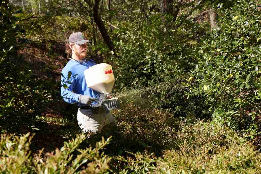 Technician spreading granular pest control treatment on landscape shrubs